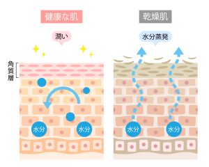 肌の乾燥は水分不足が原因?飲水量が肌に与えるメカニズムを解説 - 美肌ナビ:女性の肌悩みを解決する中立公正な情報メディア